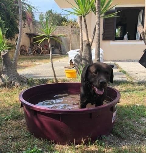 mille idee 110X35H Vasche da bagno portatili, Piscina Bagno bagnetto cane mastello litri 275 tondo per vino enologia D. Cm
